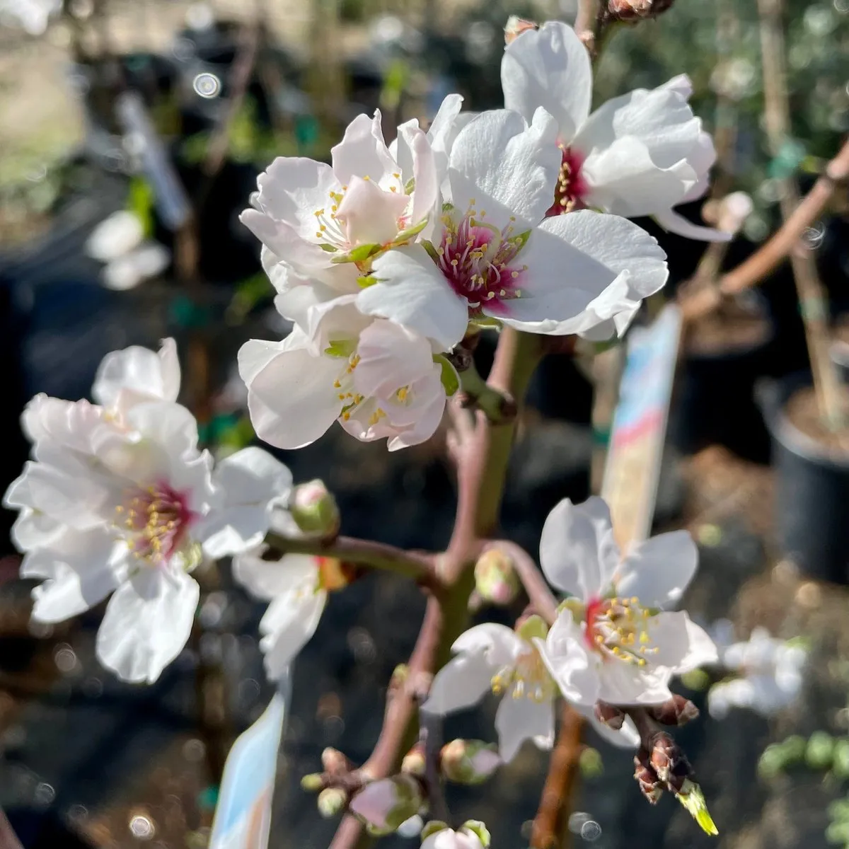 All-In-One Almond