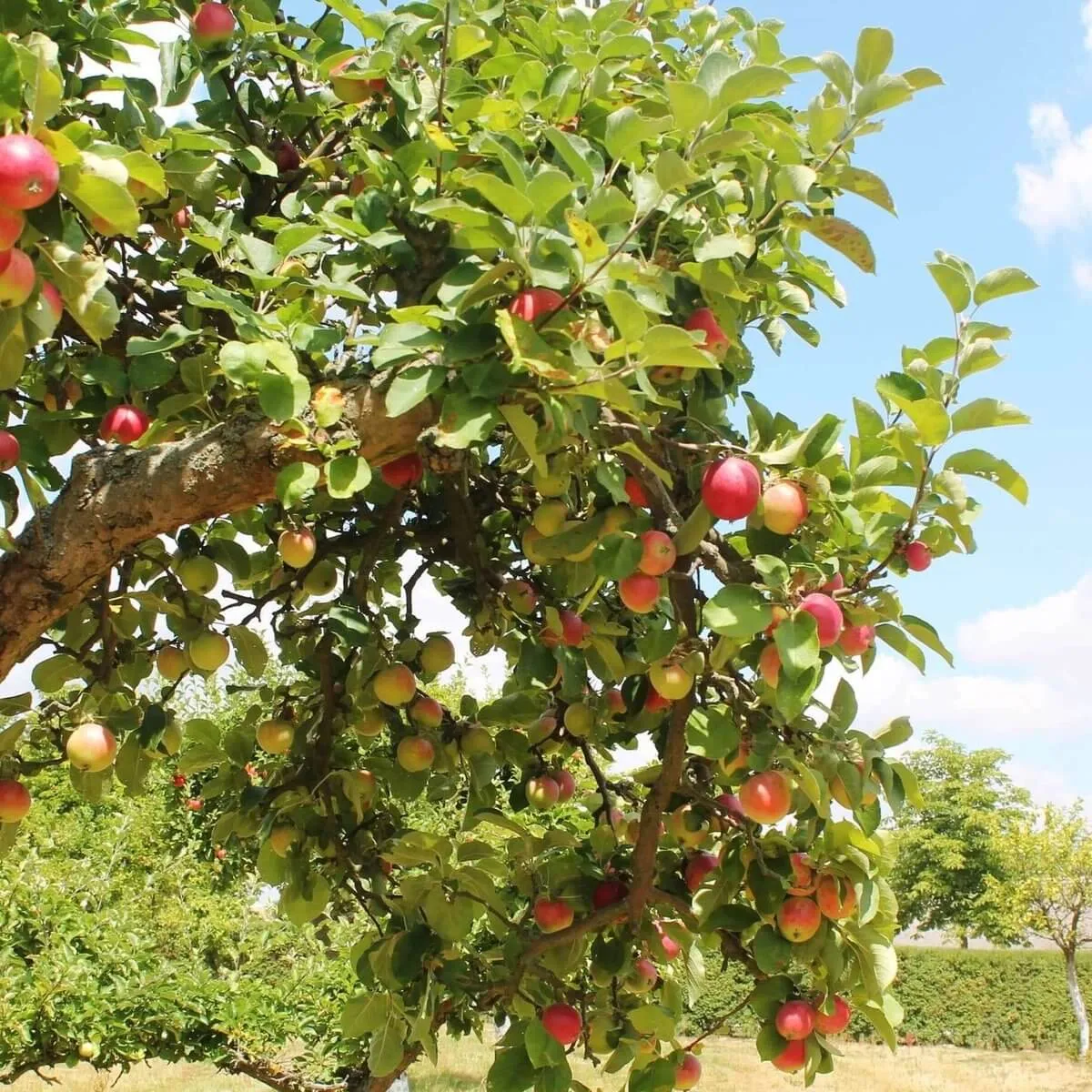 Anna Apple