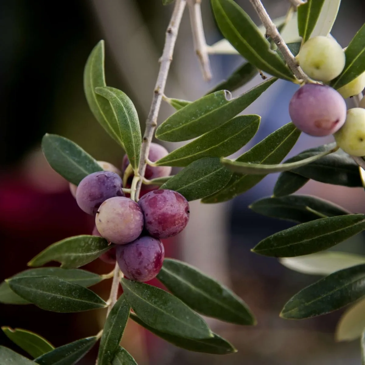 Arbequina Olive