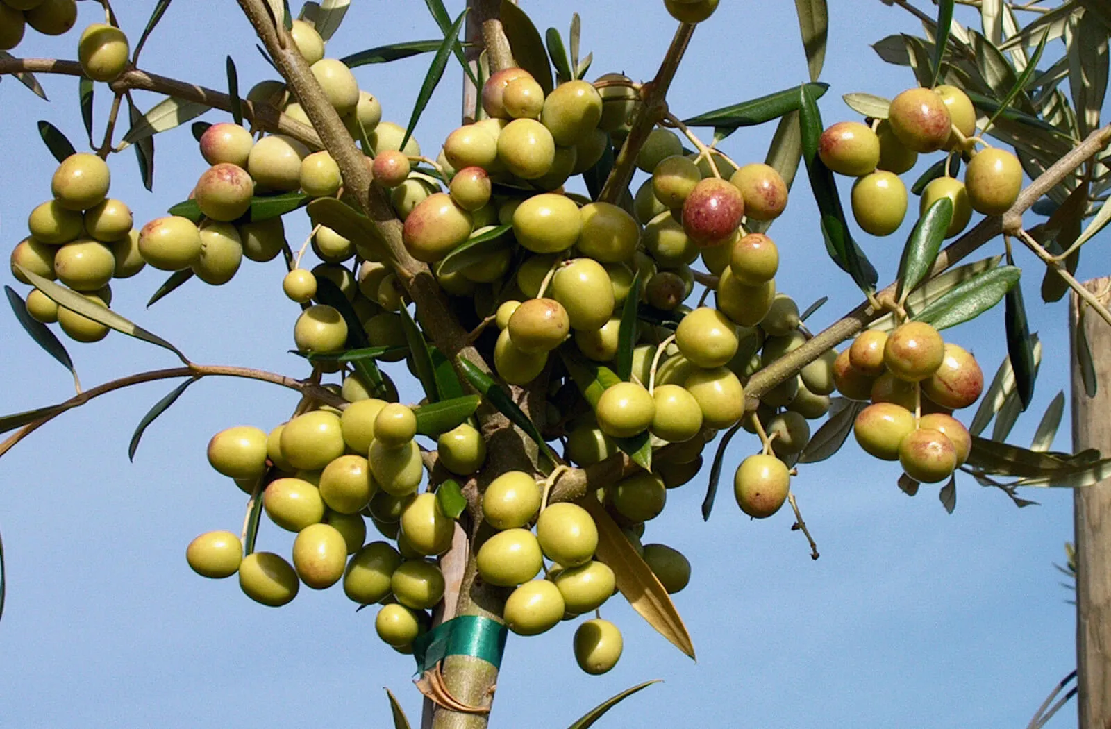 Arbosana Olive
