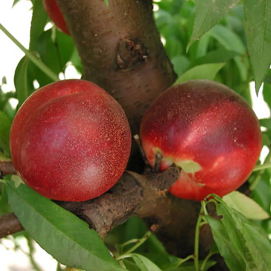 Arctic Rose Nectarine