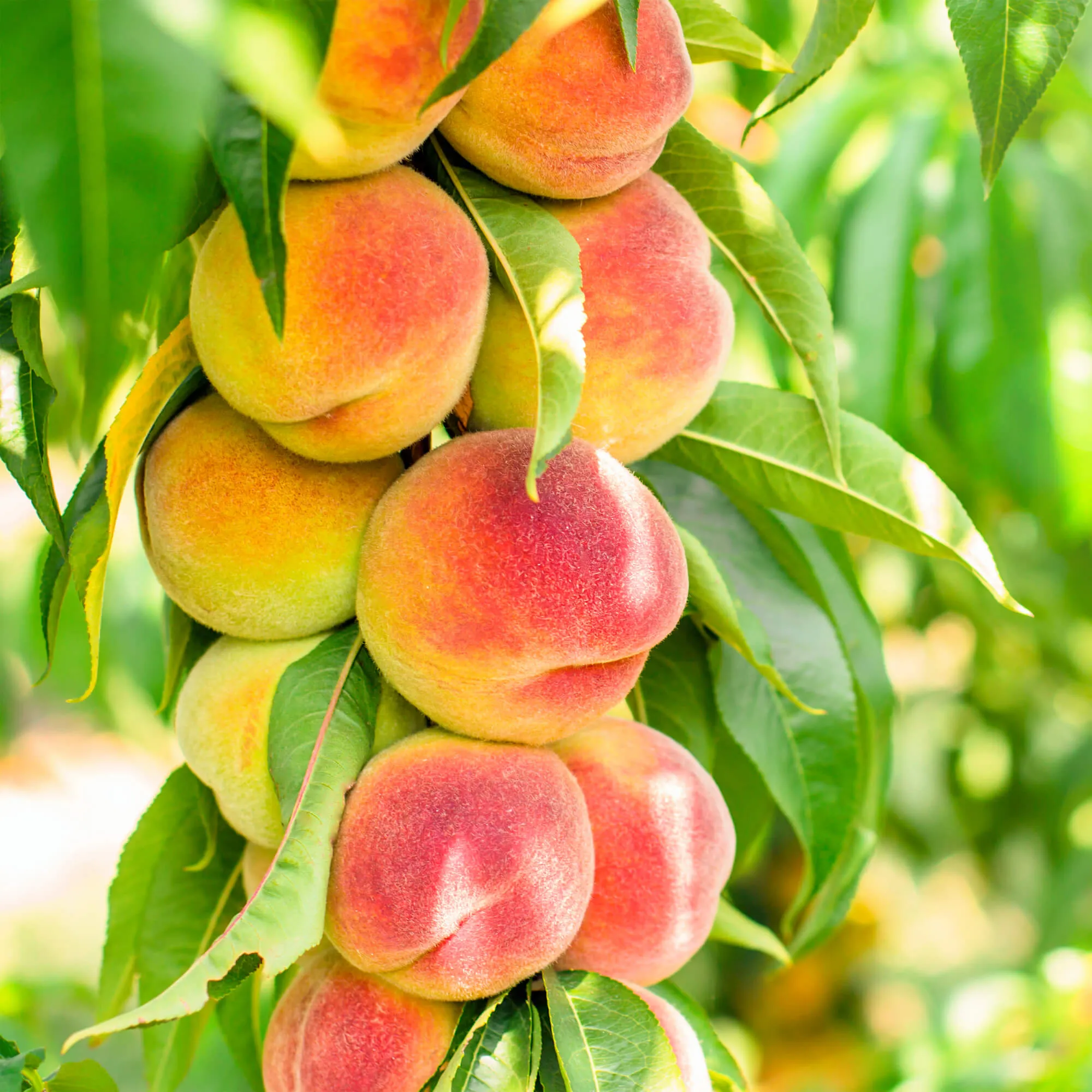 Arctic Supreme White Peach