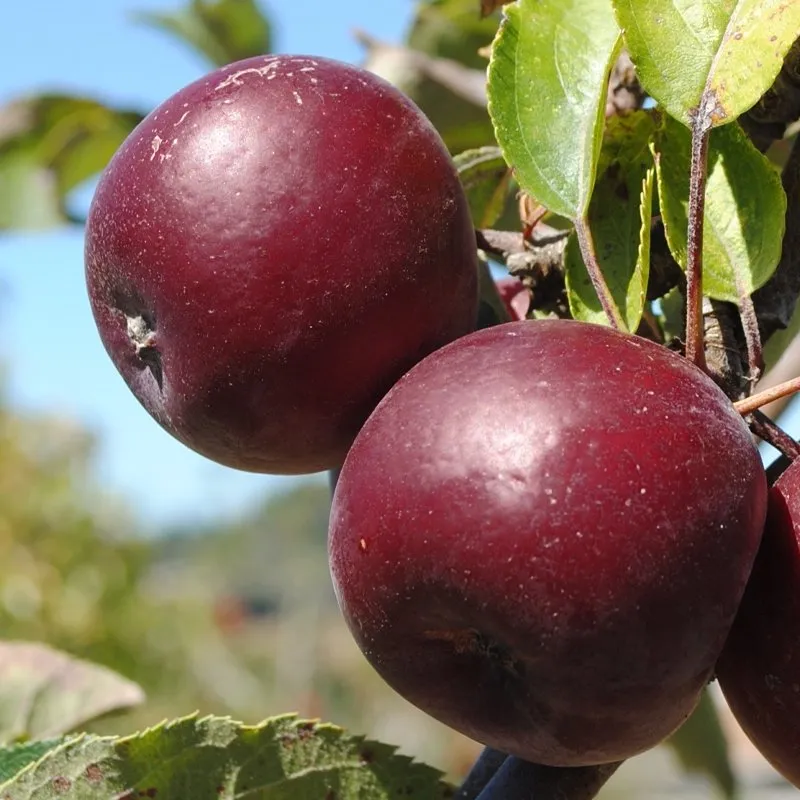 Arkansas Black Spur Apple