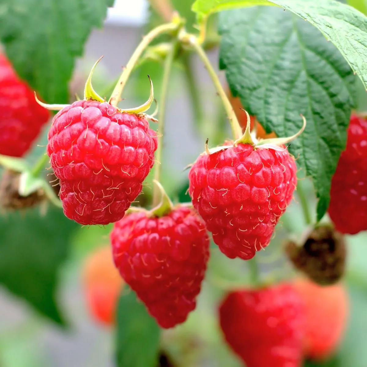 Baba Red Raspberry (Bababerry)