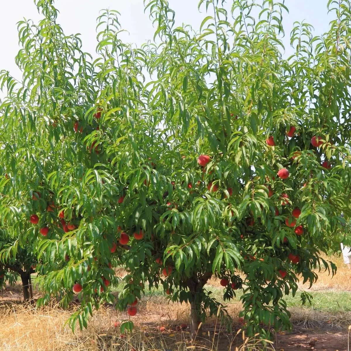 Babcock Peach