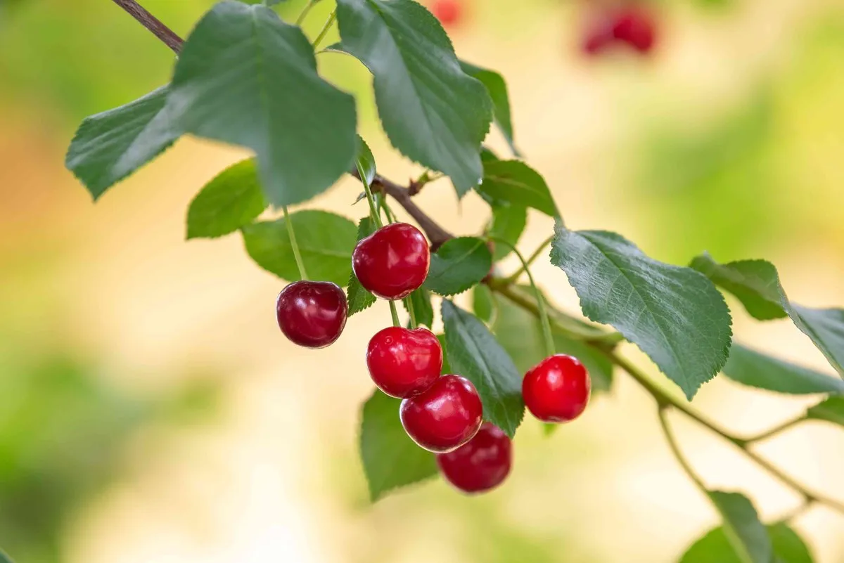 Bing Cherry