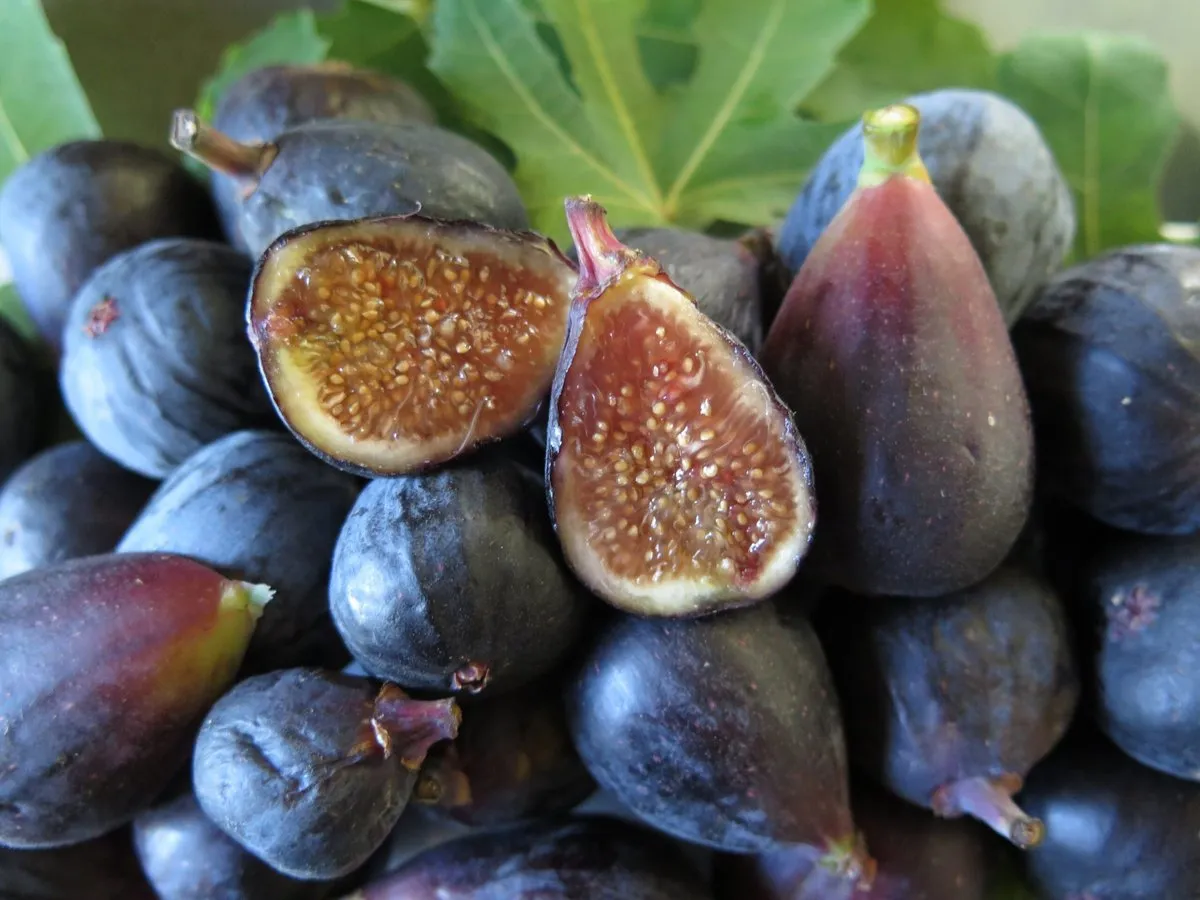 Black Mission Fig