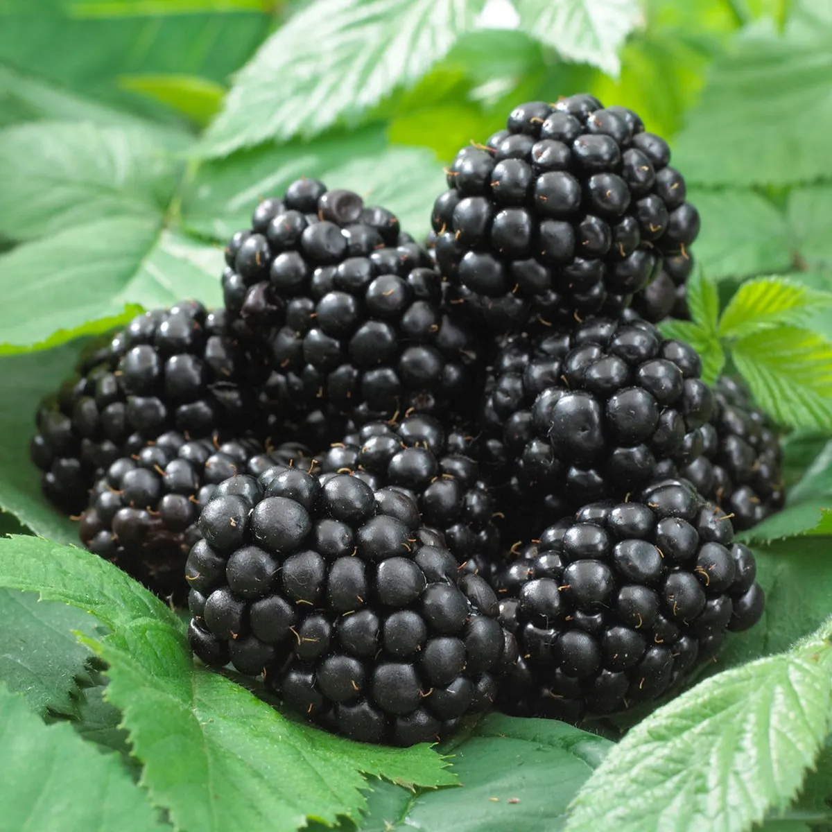 Black Satin Blackberry (Thornless)