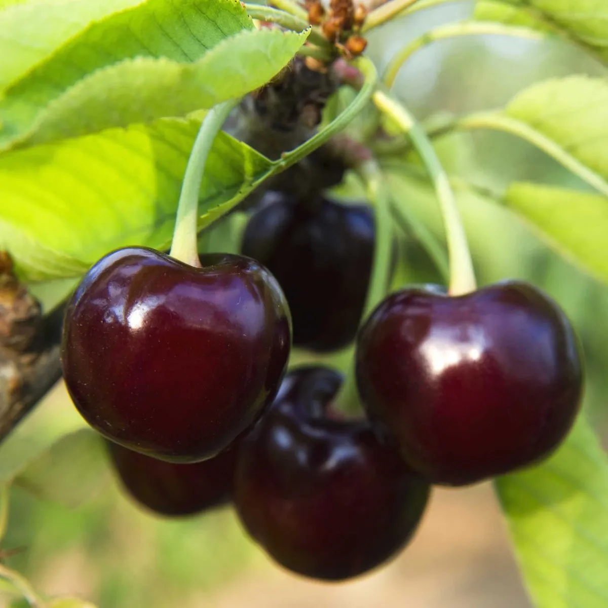 Black Tartarian Cherry