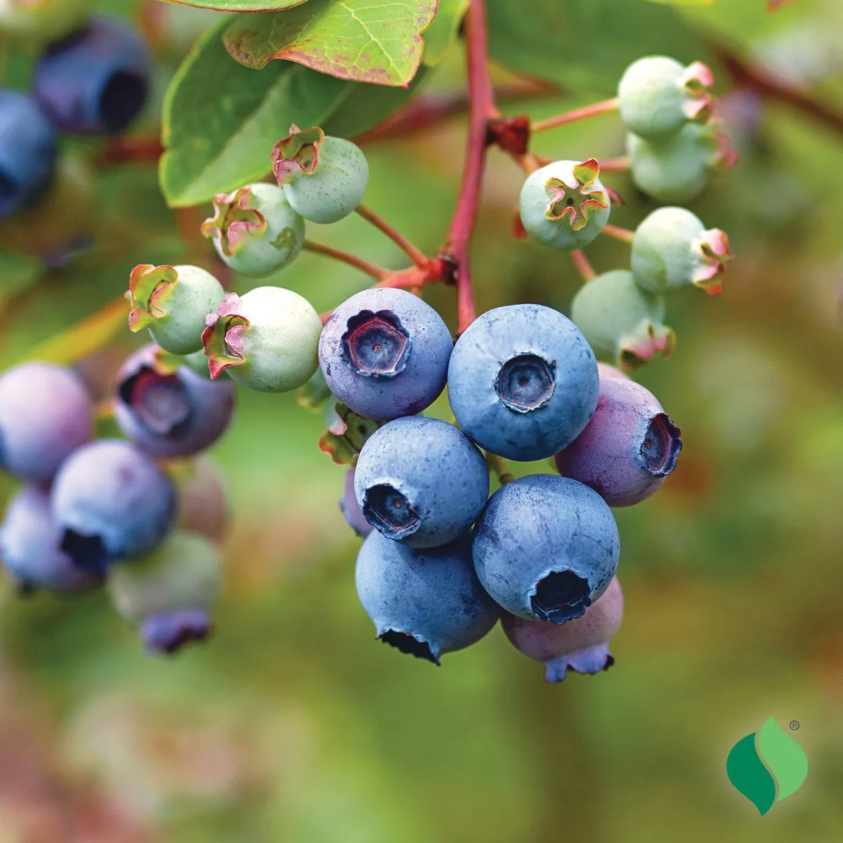 Blueray Blueberry