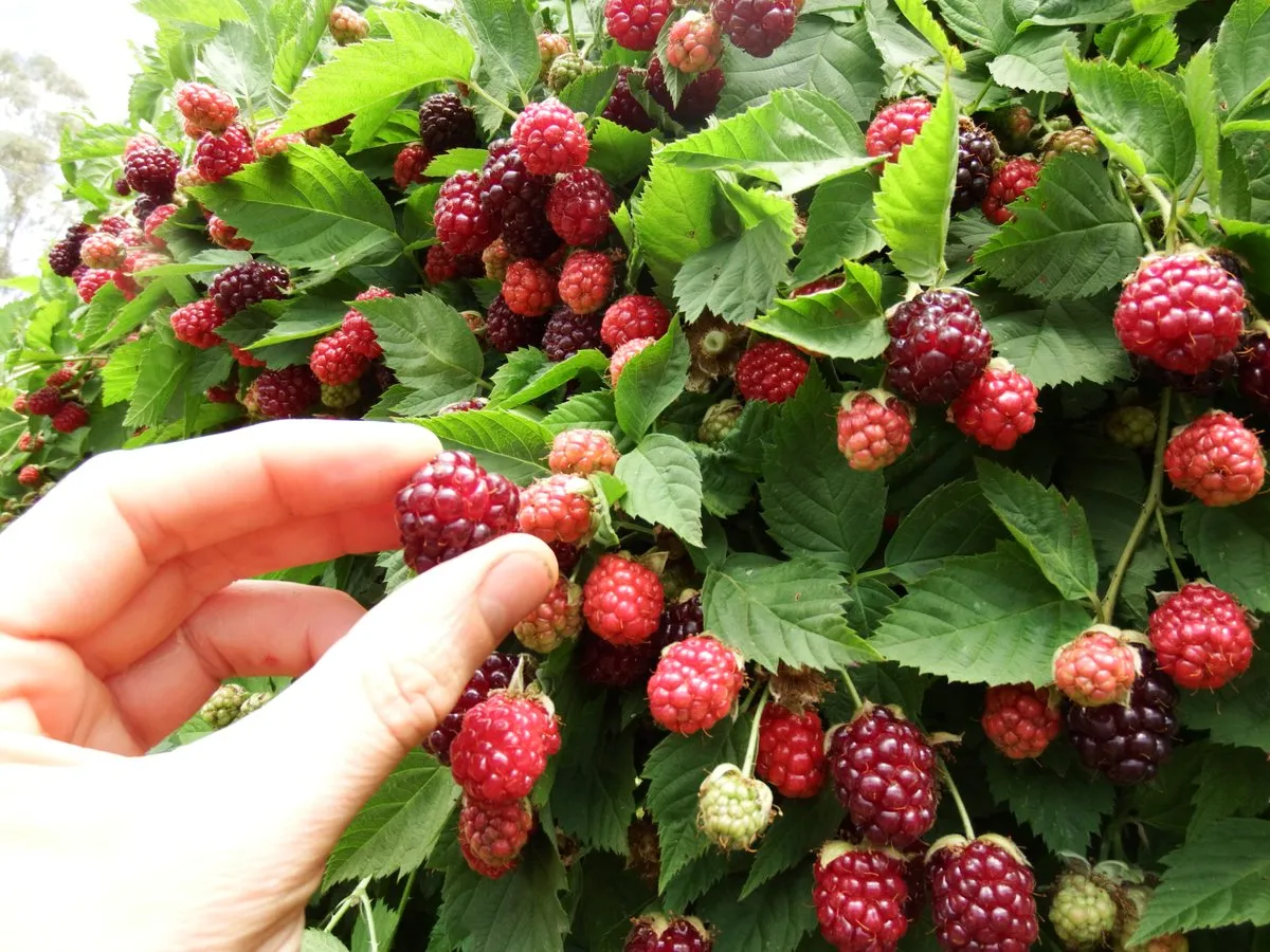 Boysenberry (Thornless)