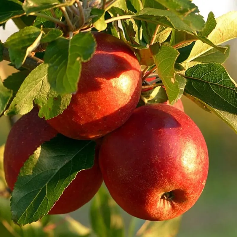 Braeburn Apple