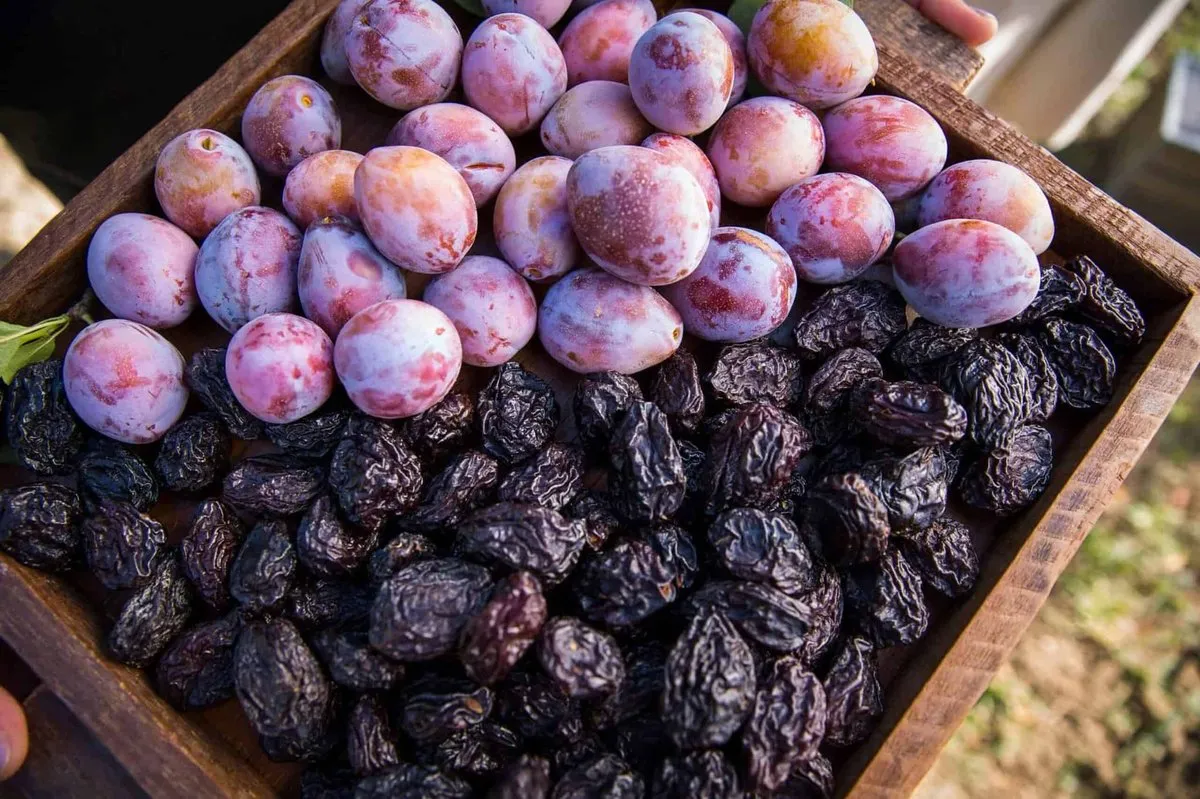 Burgundy Plum