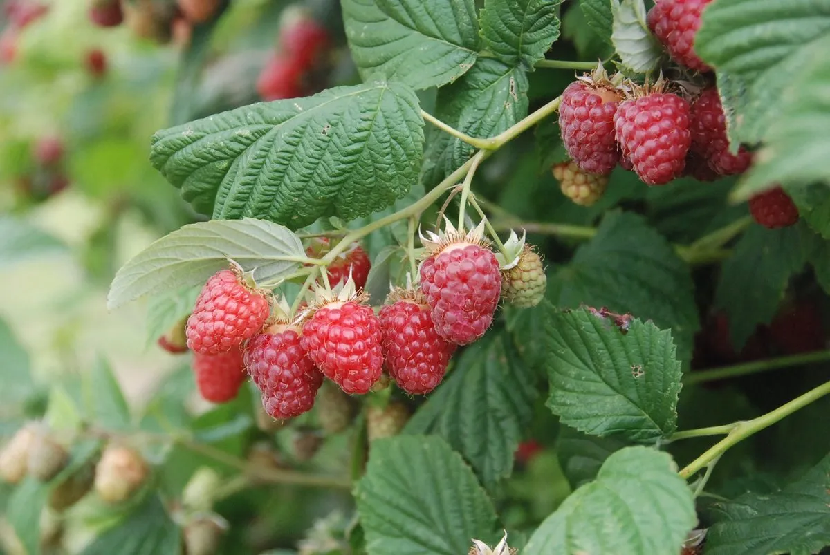 Canby Raspberry (Thornless)
