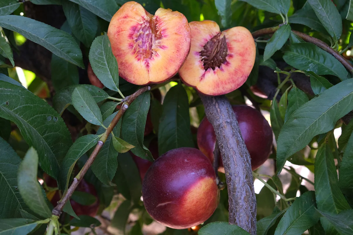 Candy Sprinkles Nectarine