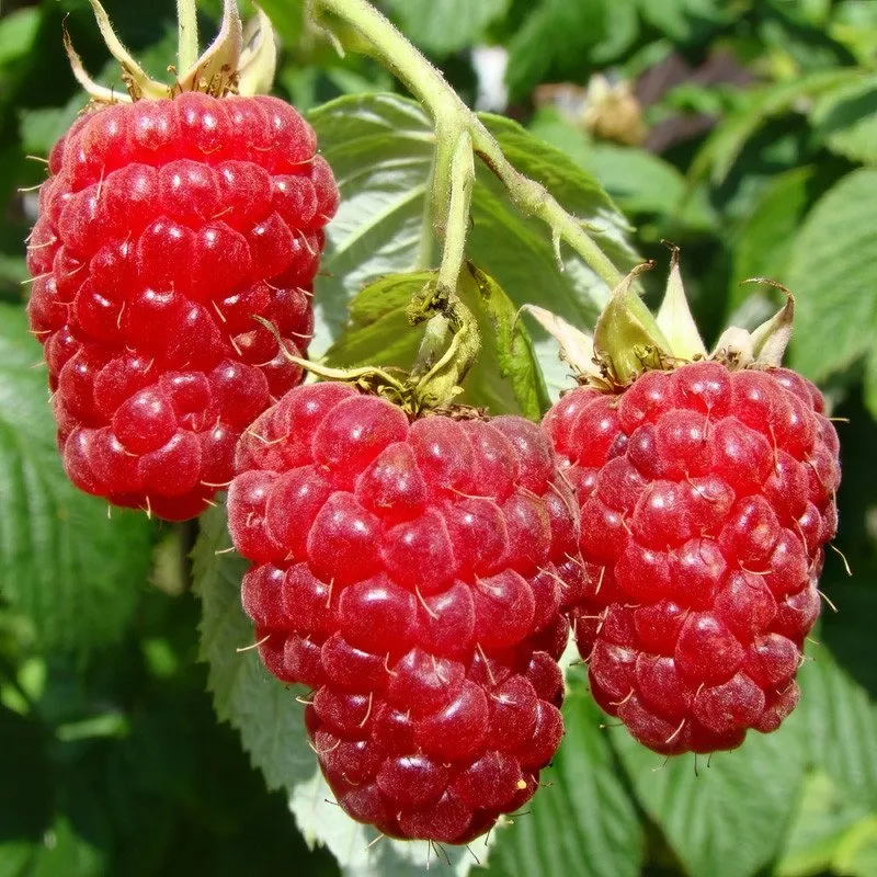 Caroline Raspberry