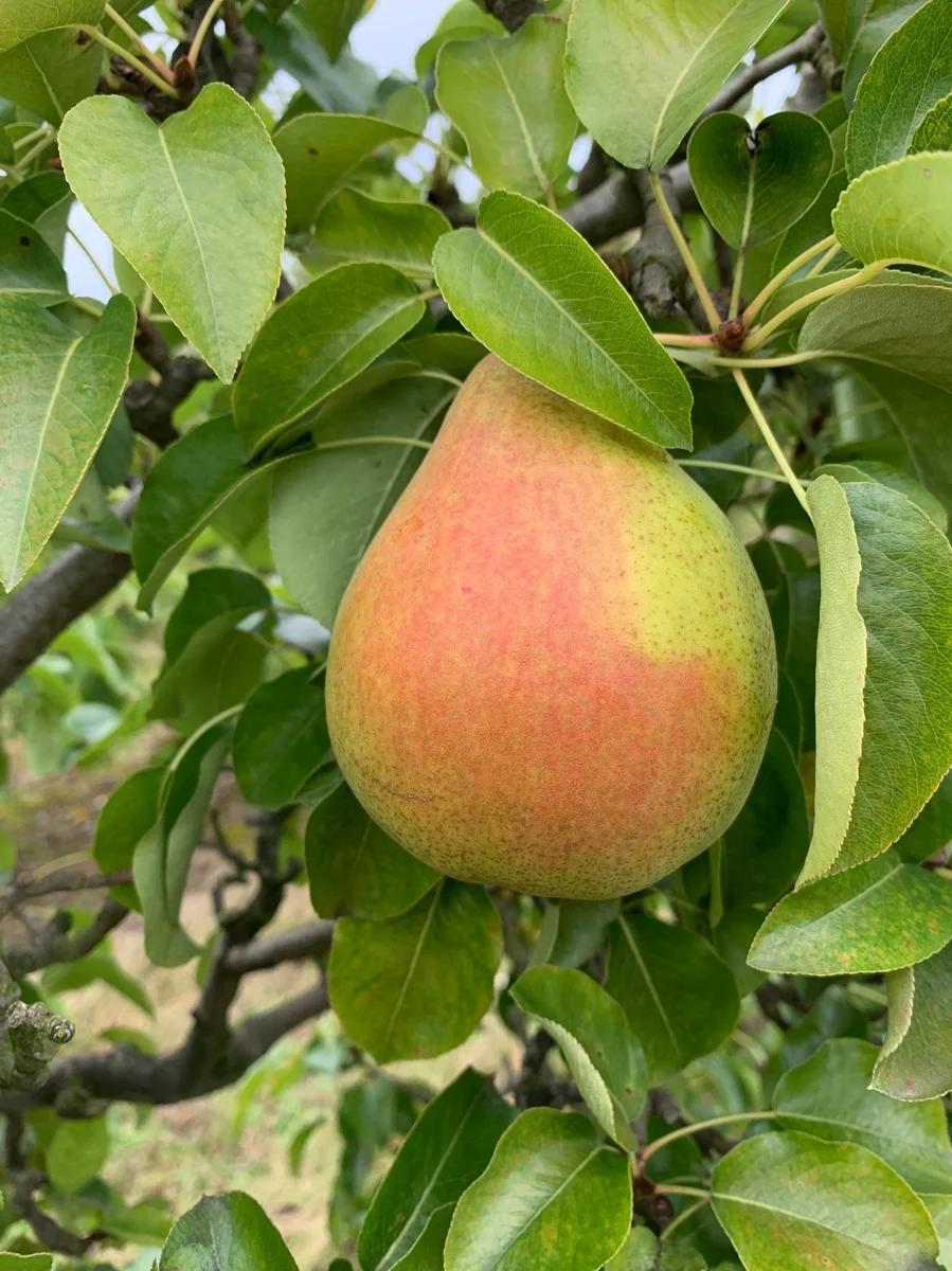 Comice Pear