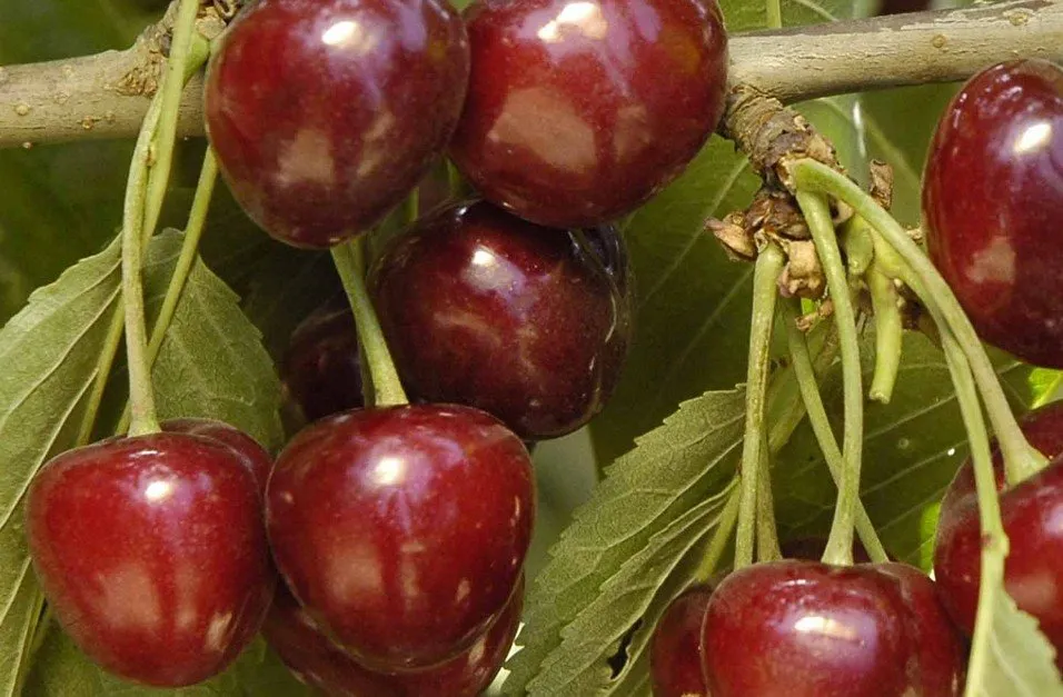 Craig's Crimson Cherry
