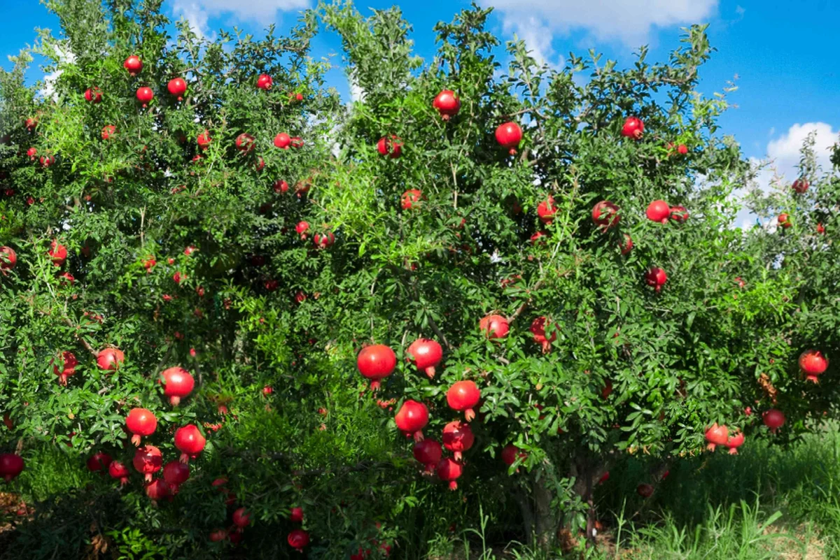 Cranberry Pomegranate