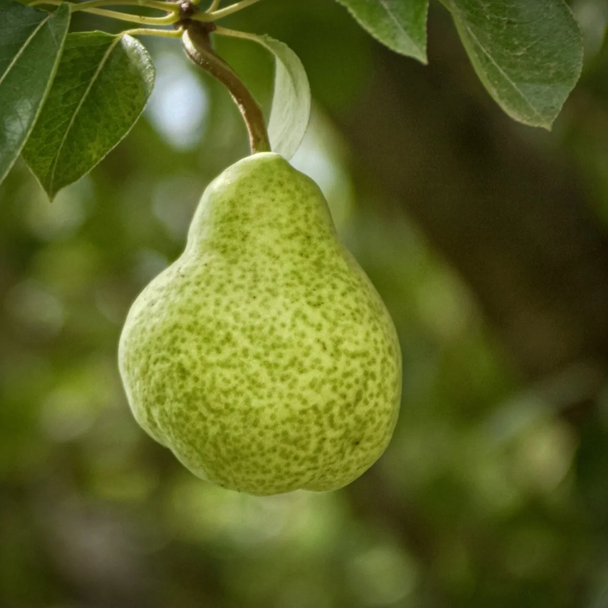 D'Anjou Pear