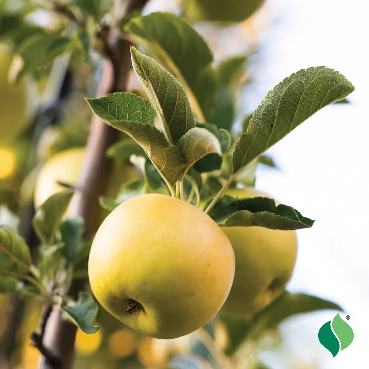 Dorsett Golden Apple