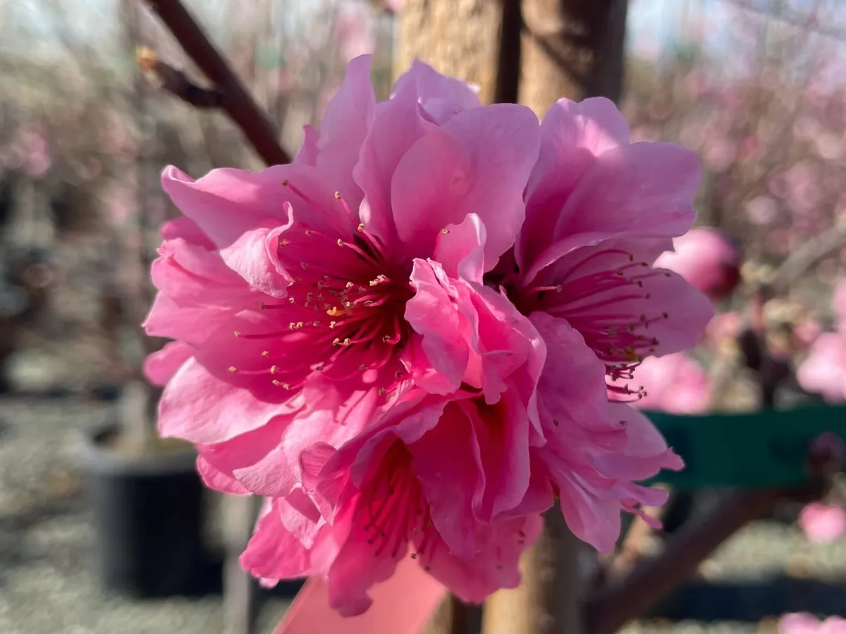 Double Delight Nectarine