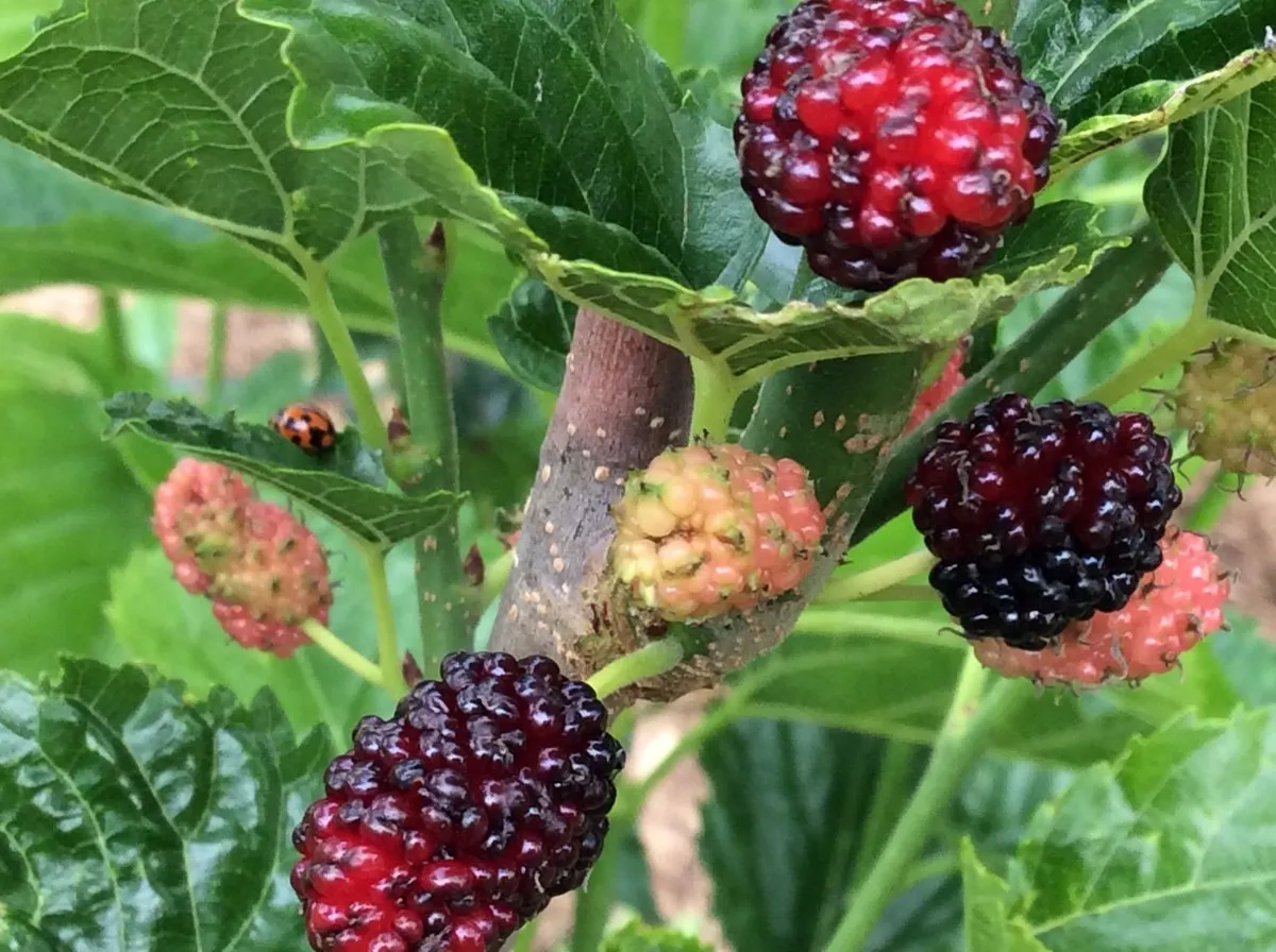 Dwarf Black Mulberry