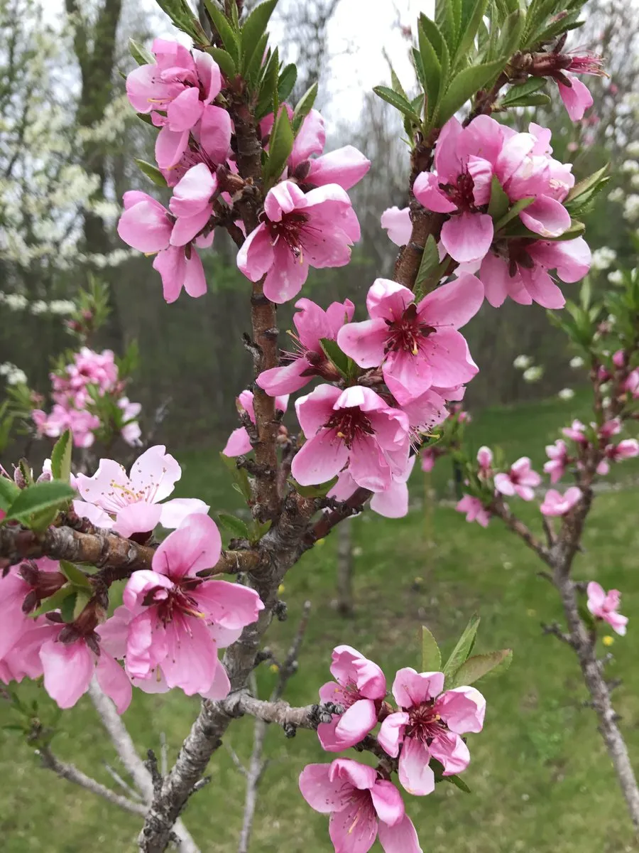 El Dorado Miniature Peach