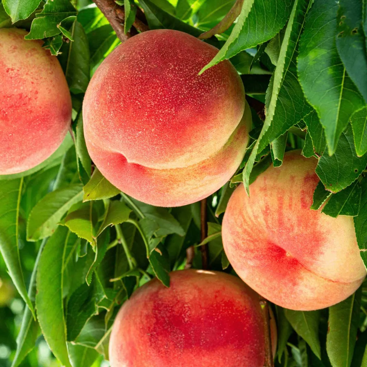 Elberta Peach