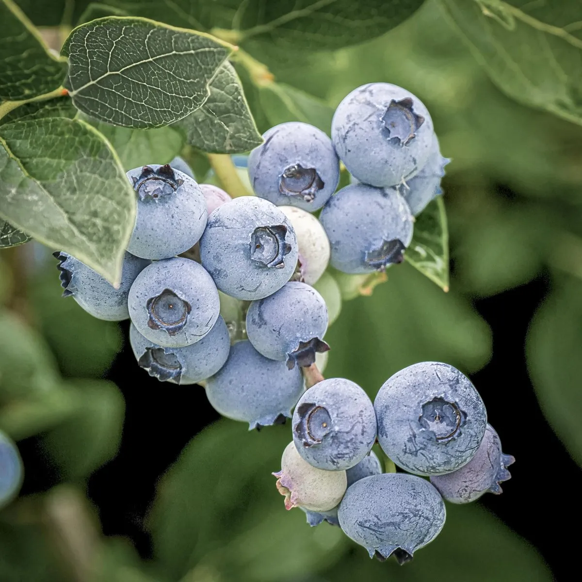 Elliot Blueberry