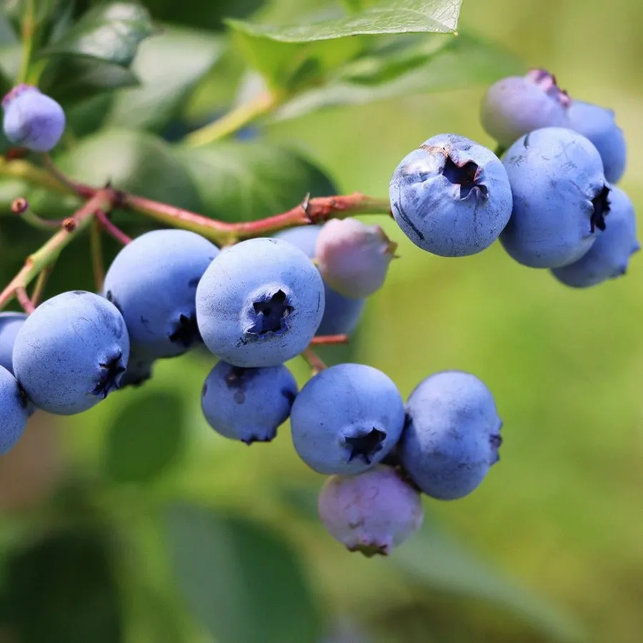 Emerald Blueberry