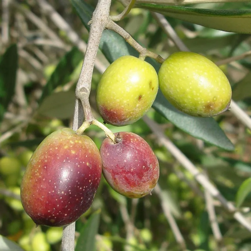 Frantoio Olive