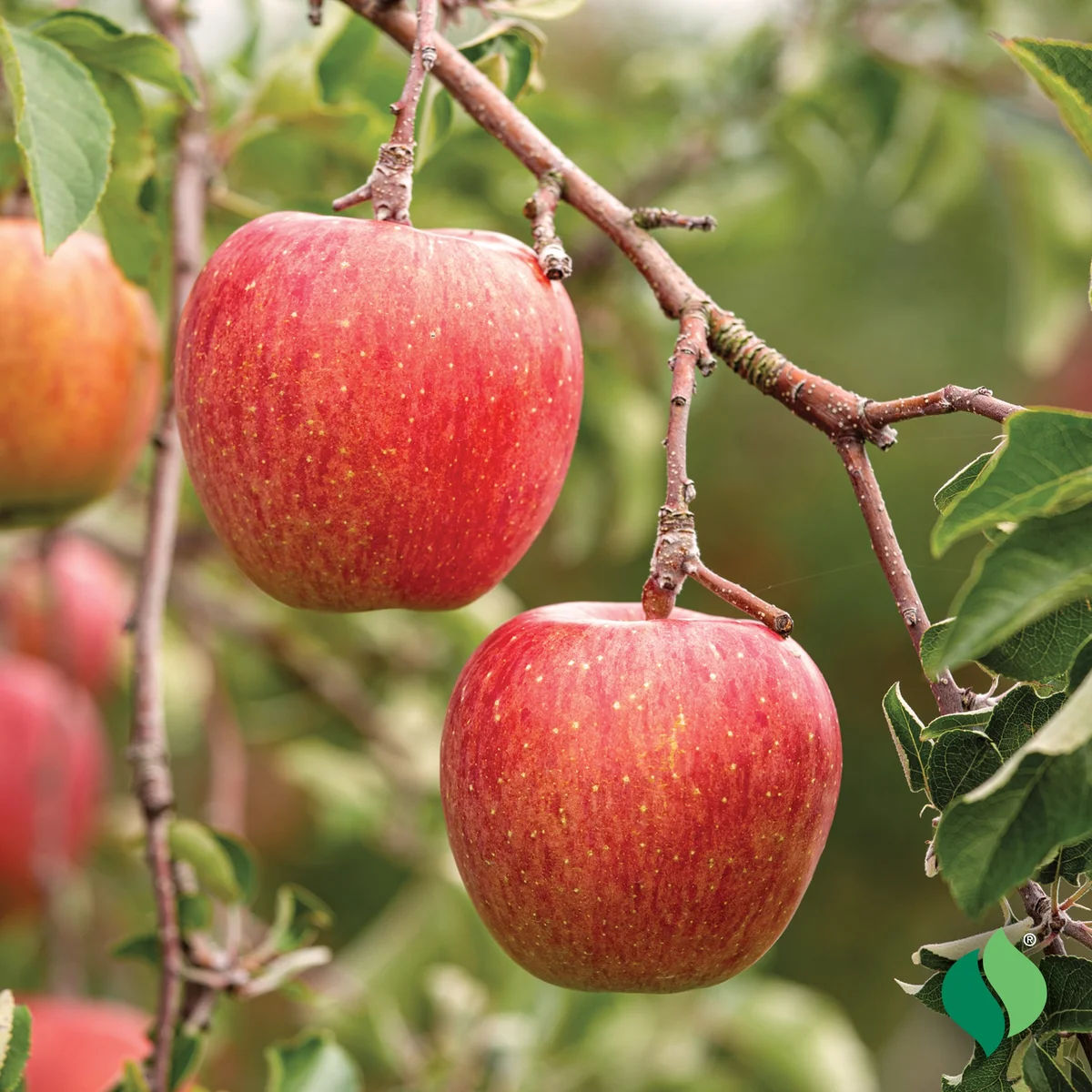 Fuji Apple