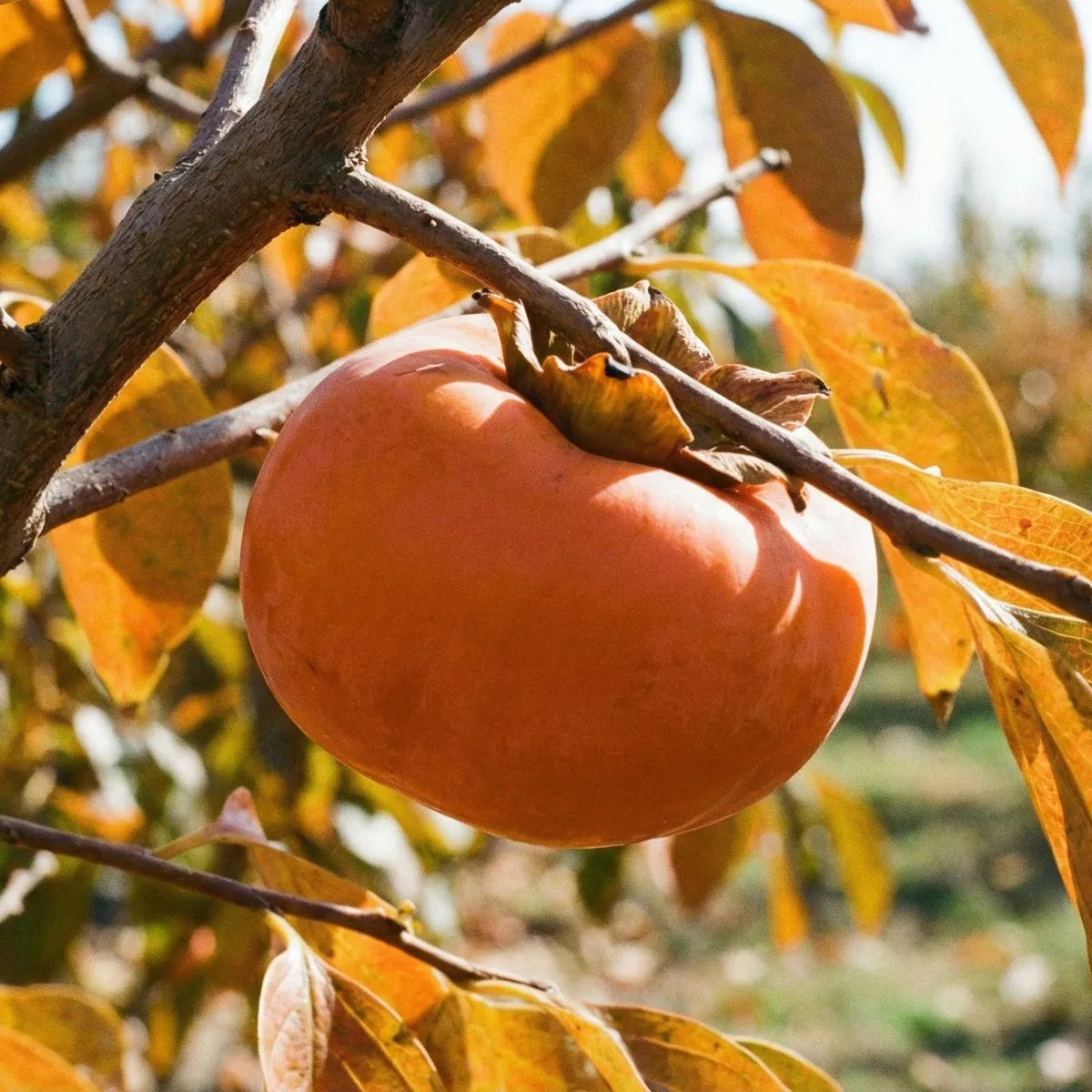Fuyu Giant Persimmon