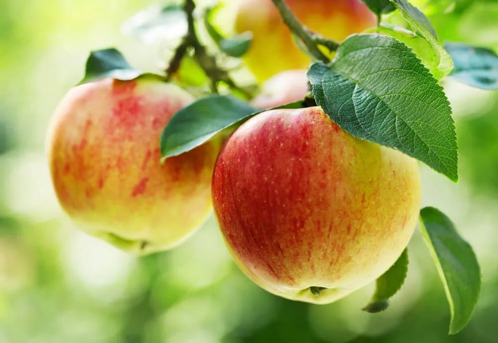 Gala Apple (original Gala)