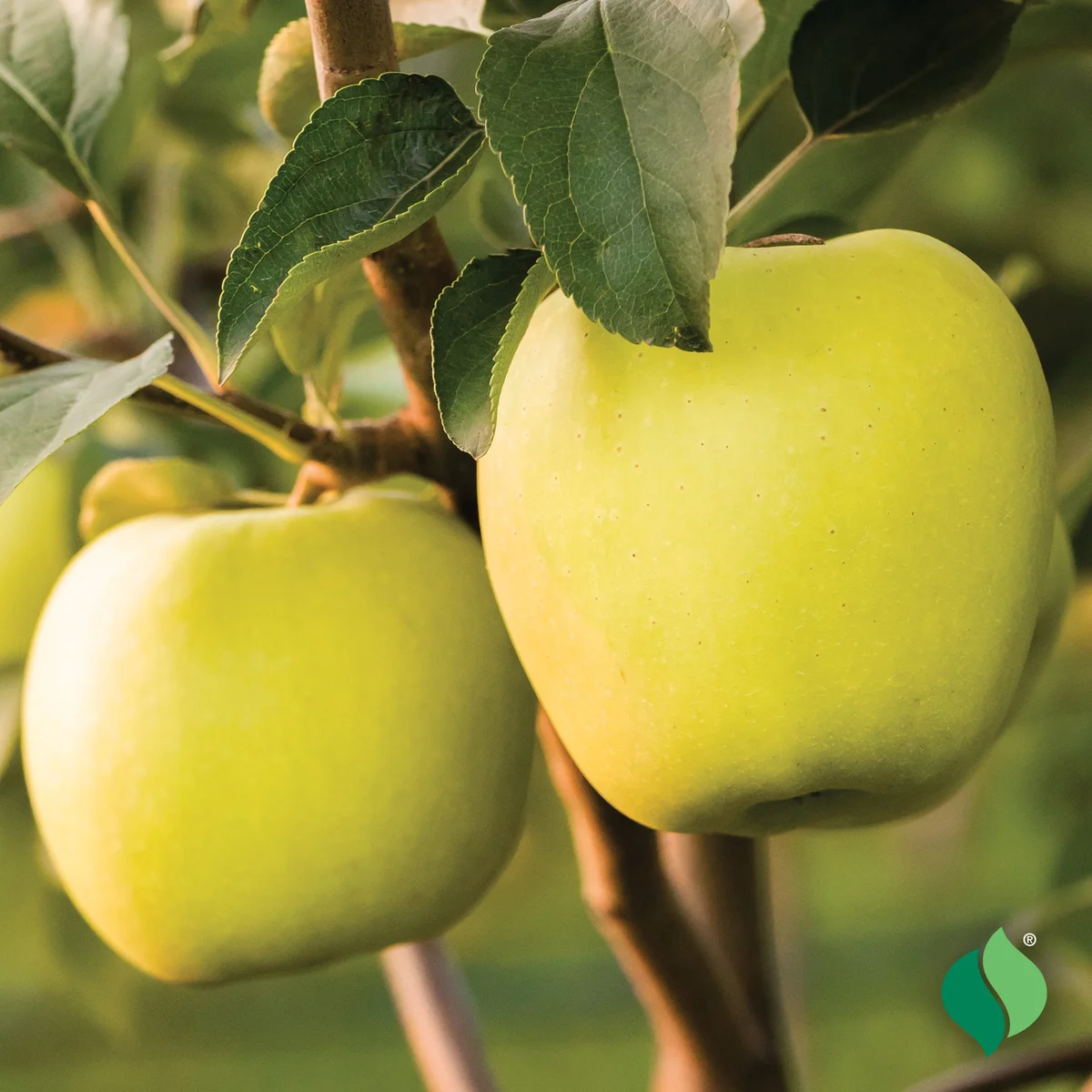 Golden Delicious Apple (Yellow Delicious)