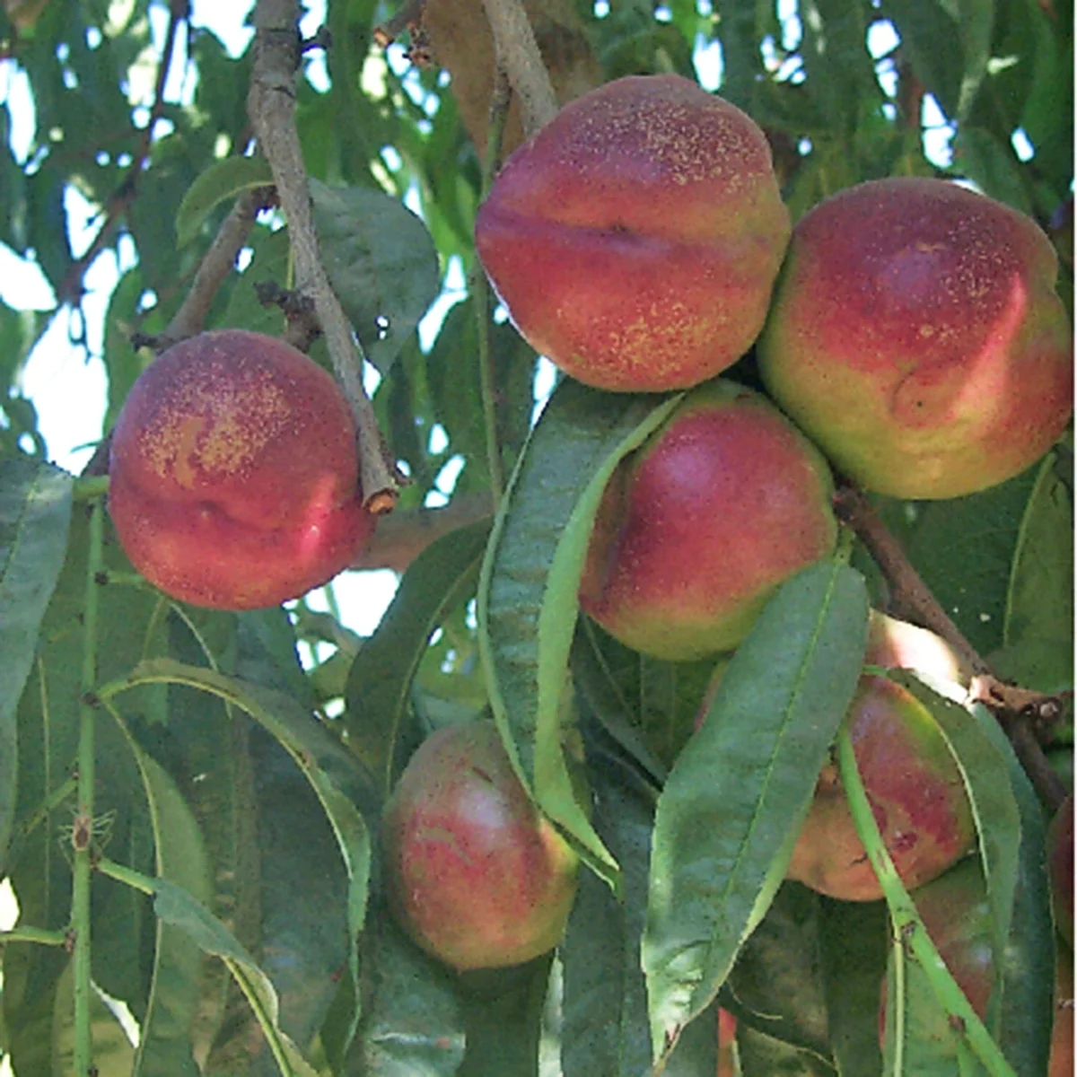 Goldmine Nectarine