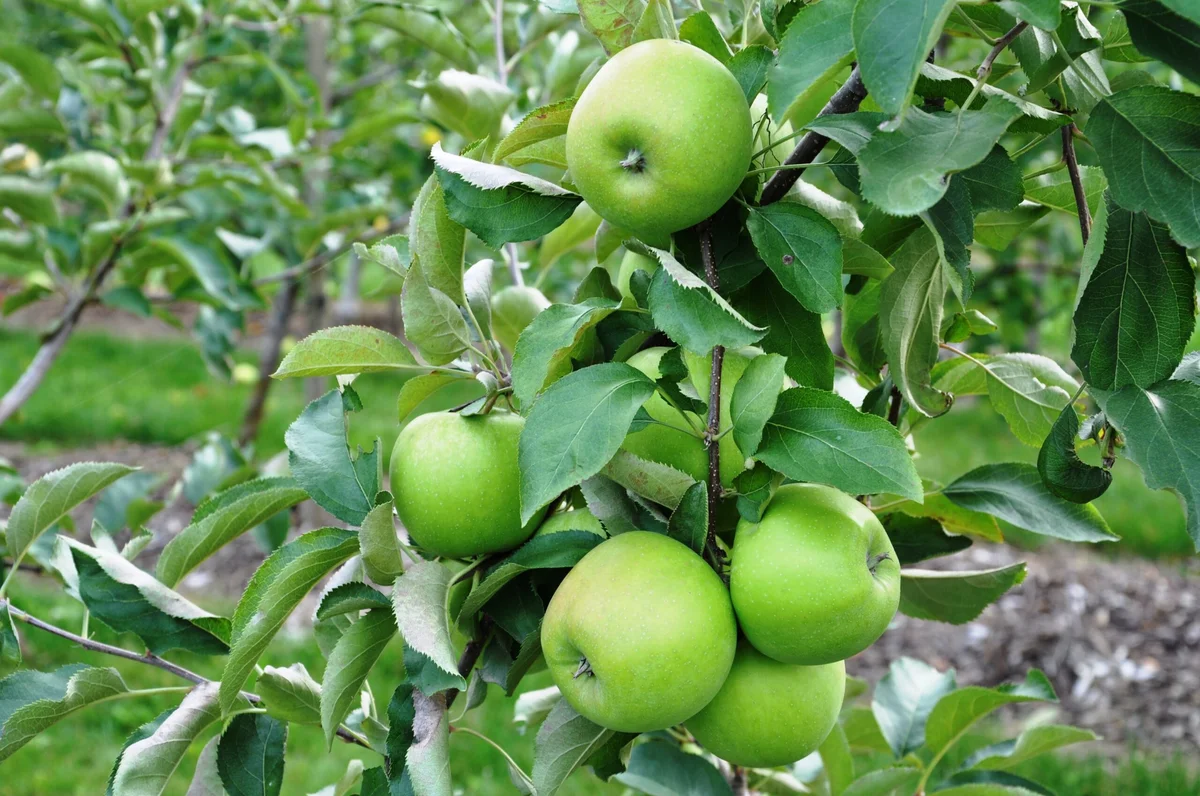 Granny Smith Apple