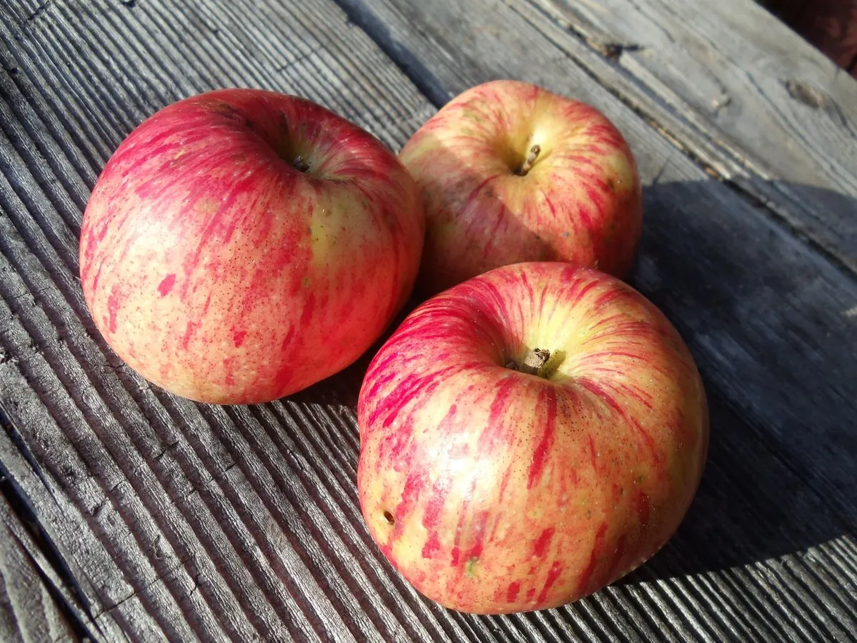 Gravenstein Apple (Red Gravenstein)