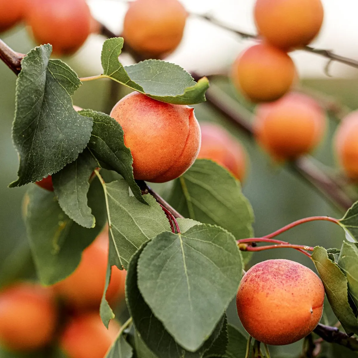 Harcot Apricot