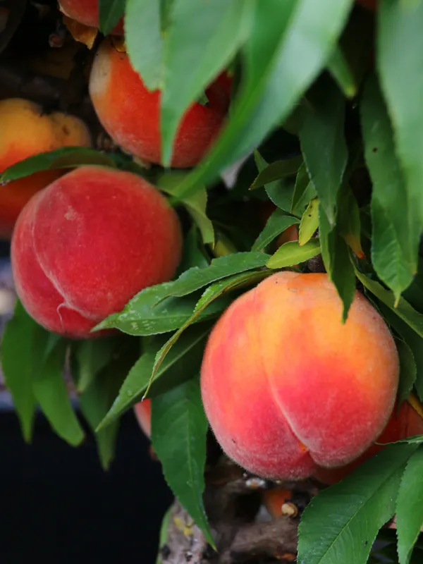 Honey Babe Miniature Peach