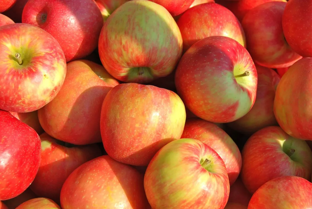 Honeycrisp Apple