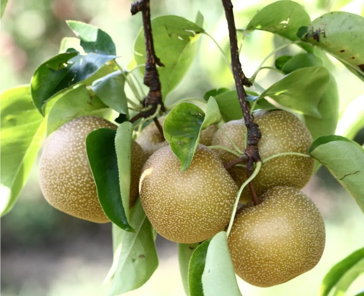 Hosui Asian Pear