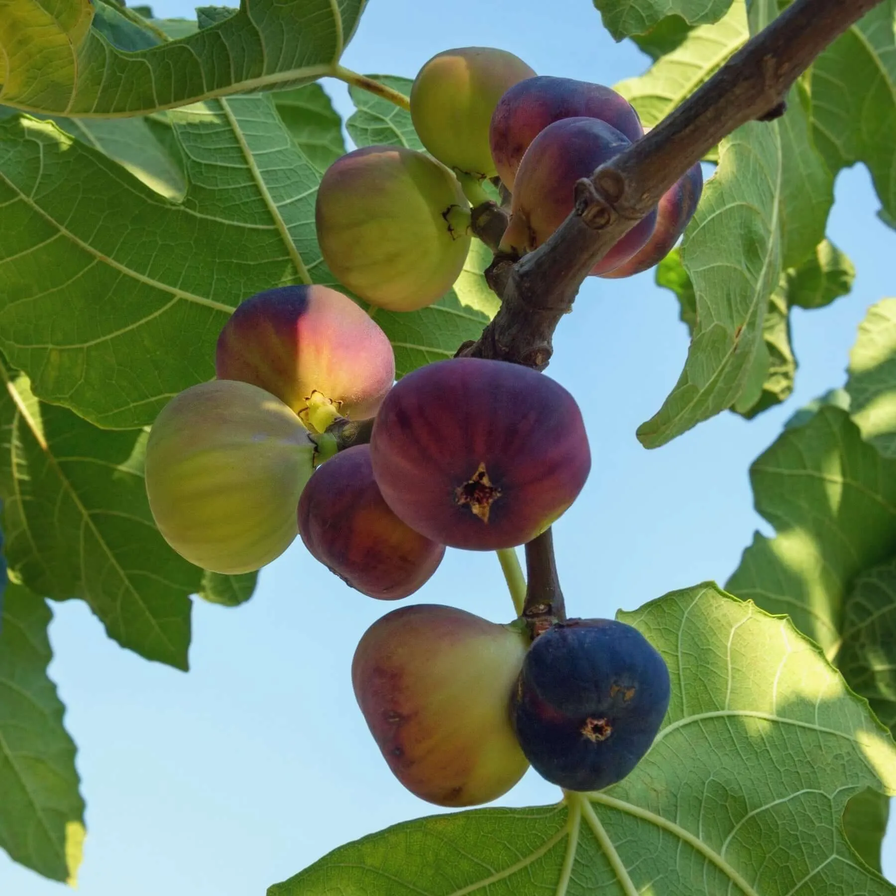 Improved Brown Turkey Fig