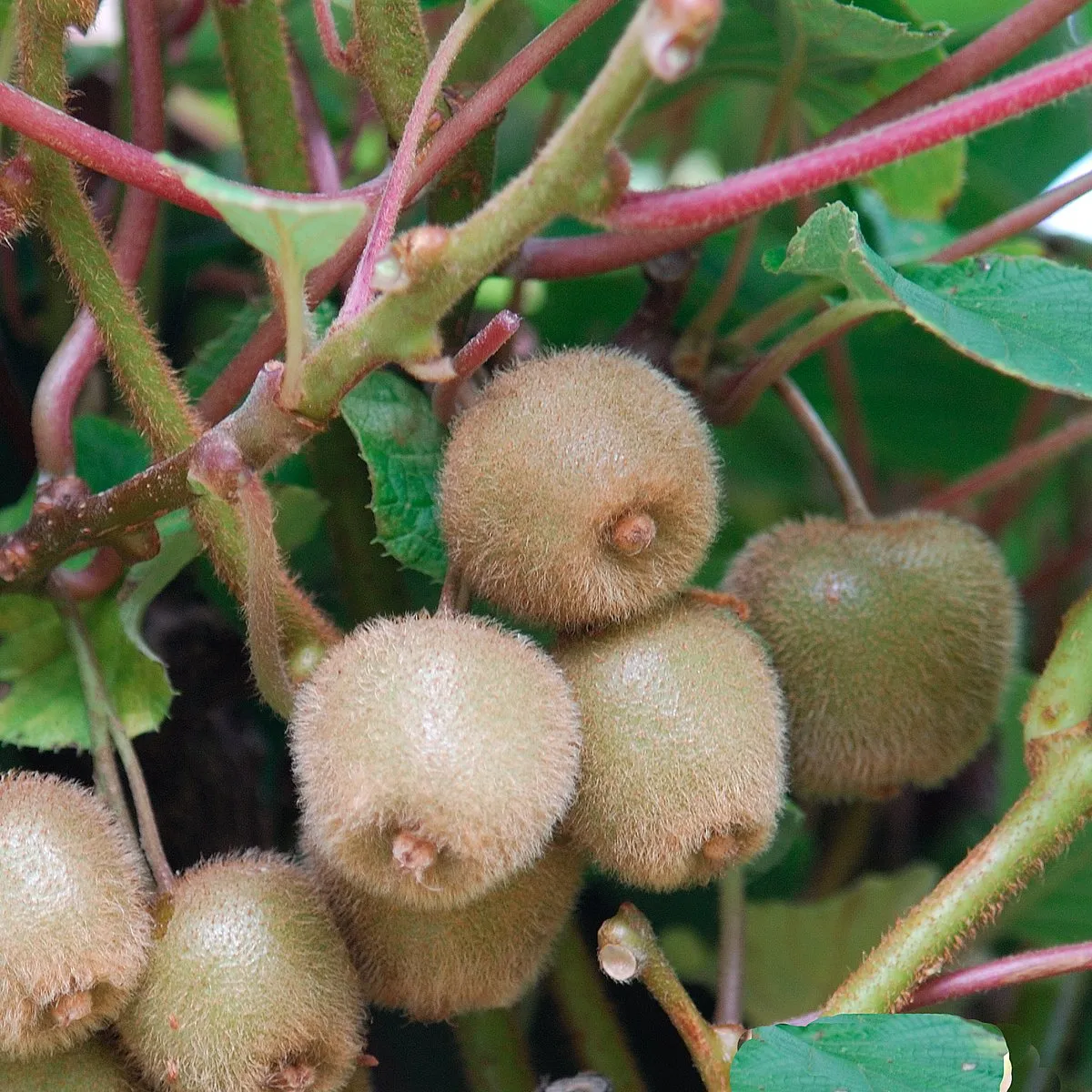 Jenny Kiwi