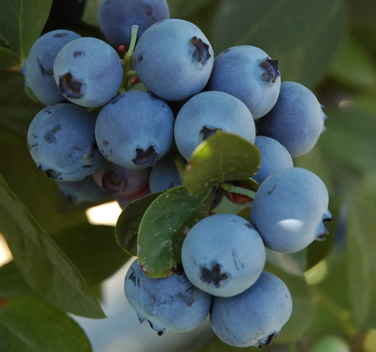 Jewel Blueberry