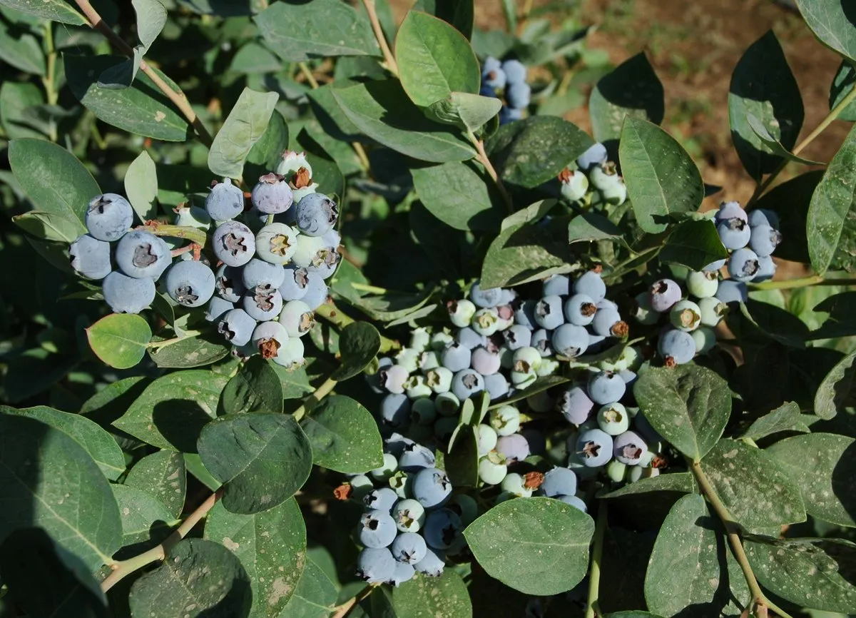 Jubilee Blueberry