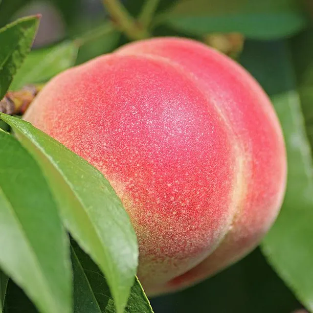 Kaweah Peach