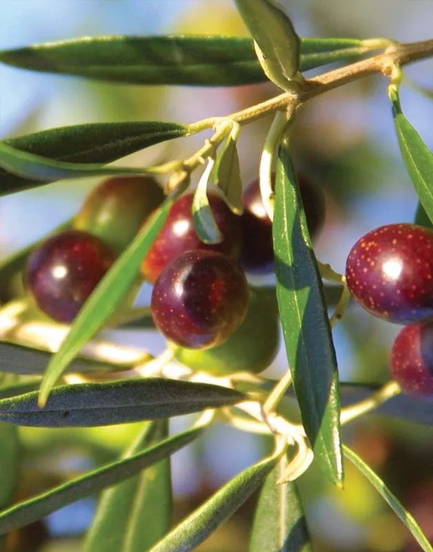 Koroneiki Olive