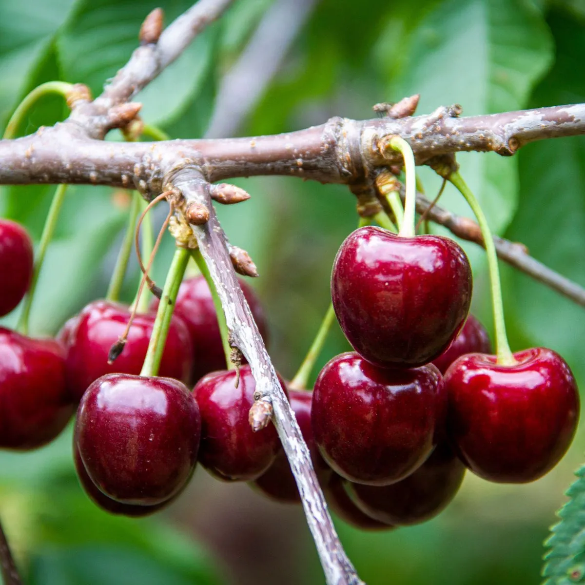 Lapins Cherry